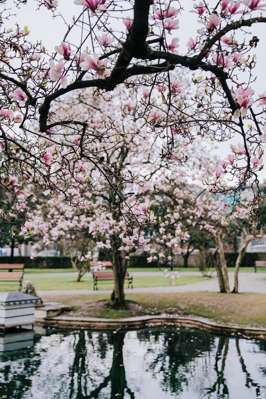 blooming magnolia trees in istanbul park